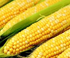 семена кукурузы Оржица 237